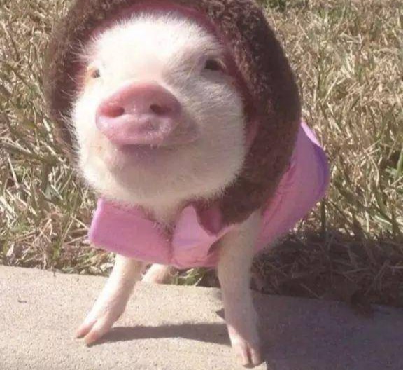 揭秘养猪“四定”法则：定时定量定质定温，猪群生长无忧