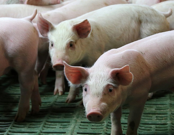 健康养猪的基本要求