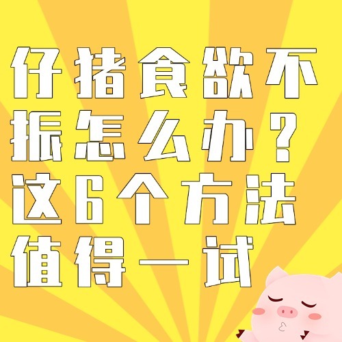 仔猪食欲不振怎么办？这6个方法值得一试