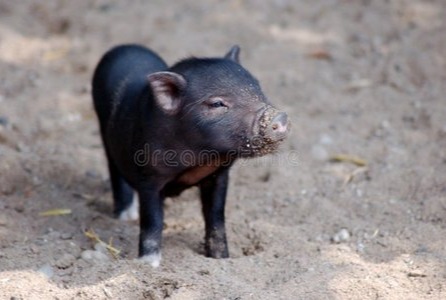 生猪养殖技术革命：年省30万成本的5大黑科技，自养/代养模式全解析