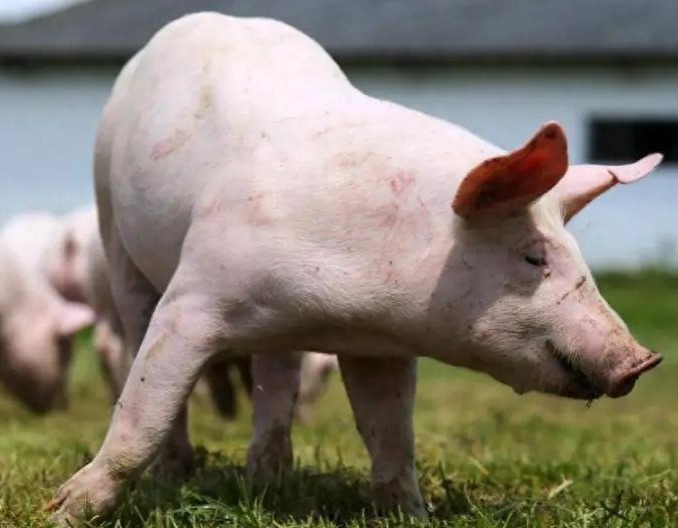 母猪产后各种不食，这么做轻松搞定!