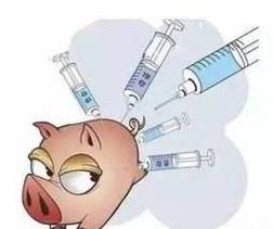 猪瘟综合防治措施