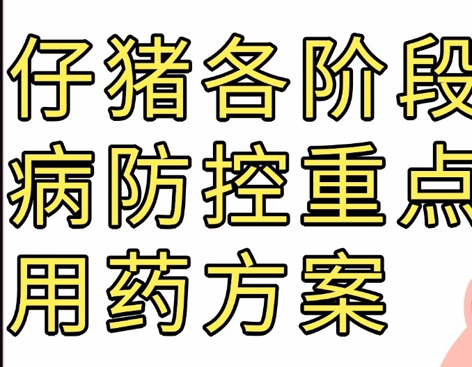 仔猪各阶段疾病防控重点及用药方案