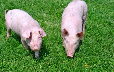 猪场天天消毒，怎么还被飞了呢？原来是不懂这些关键！