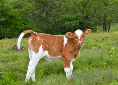 【疫病预防】球虫病的危害