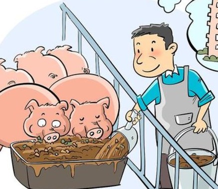 为什么猪会出现反复发烧？这些治疗方法建议收藏