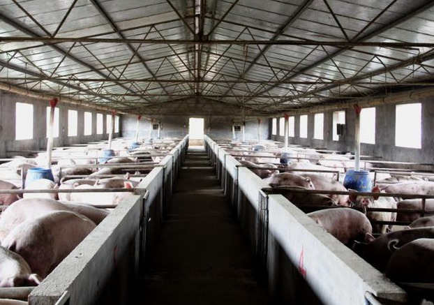 气温升高，夏季养猪谨防热应激！