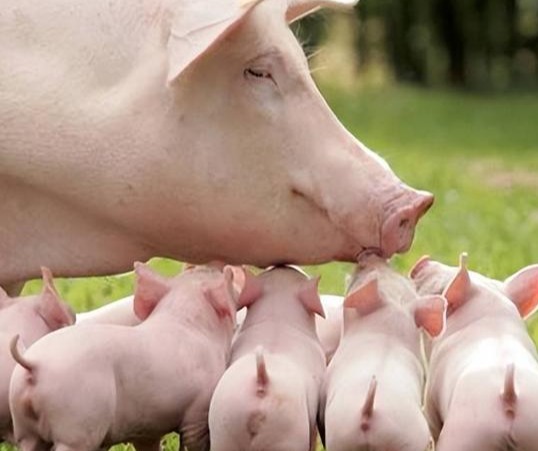 母猪场必知的三大人工授精诀窍！