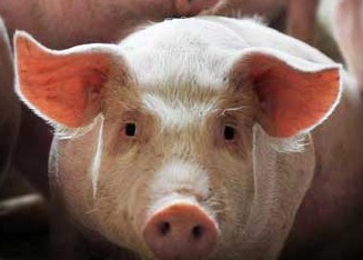 猪关节肿胀的元凶锁定，竟是这三种猪病！