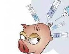 猪为什么会发生“倒地症”？“倒地症”如何诊断？