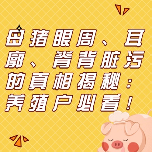 母猪眼周、耳廓、脊背脏污的真相揭秘：养殖户必看！