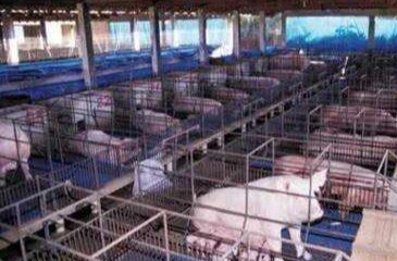 夏季养猪有哪些猪病要防治？