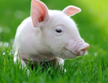 二次育肥限“令”推行，倒逼猪业发展步入新阶段