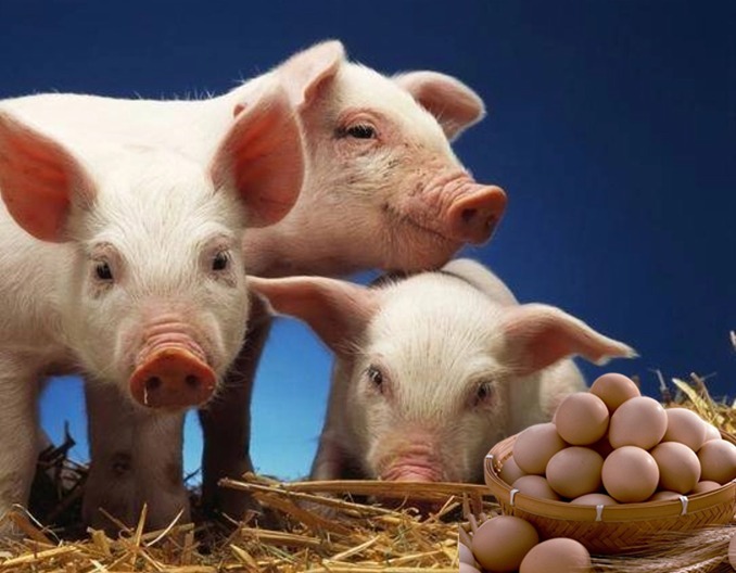 中国5月猪肉价格同比3.1%〡鸡蛋价格整体稳定