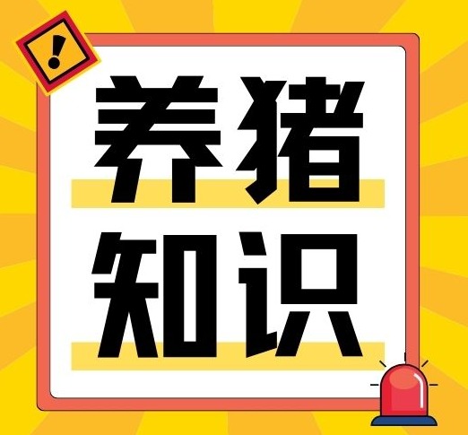 母猪产后不食别慌！对症下药，让母猪快速恢复食欲
