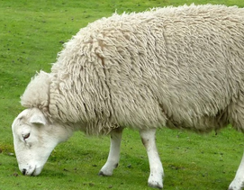 夏天喂羊喝什么水比较好？注意这3点