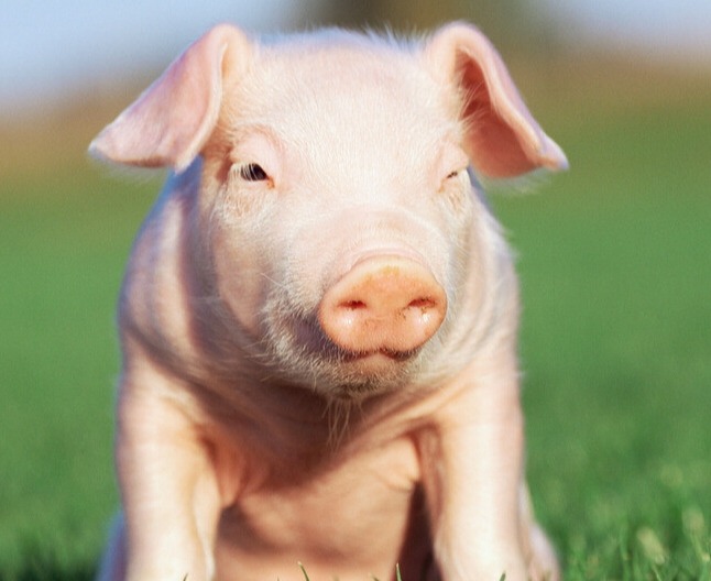 断奶仔猪疾病临床症状与治疗