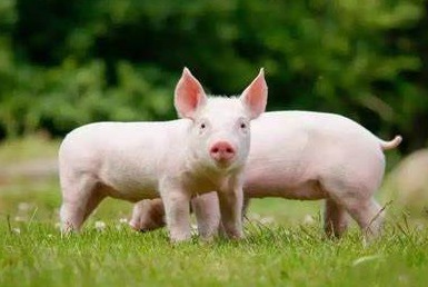 育肥猪增生性回肠炎临床症状与治疗