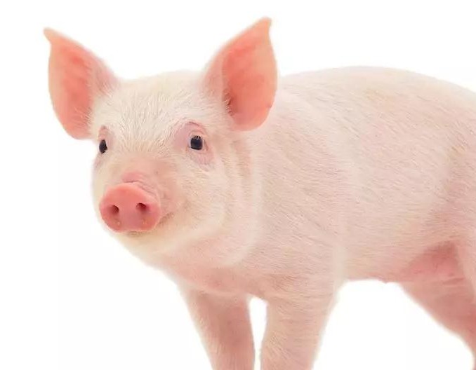 母猪产后不食治疗方法集锦，总有一个方法帮到你