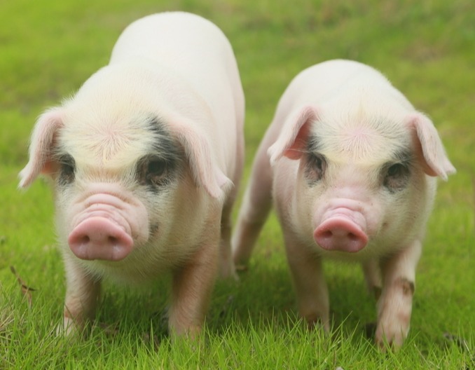 外购猪苗小技巧，引入管理很重要！