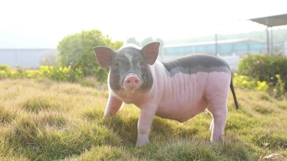 育肥猪的饲养管理