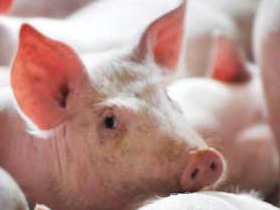 揭秘母猪繁殖密码：从低产困境到高产突破之路