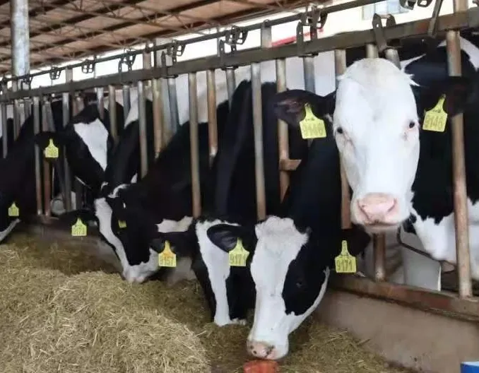 奶牛养殖容易忽略的八个重点