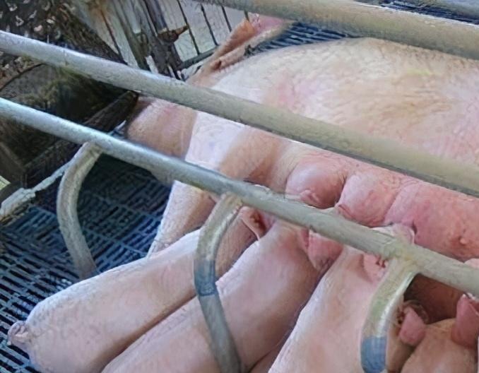 破解母猪产程长难题：九大关键管理策略