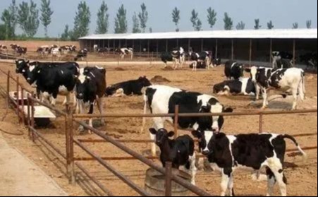 高产奶牛饲养管理技术