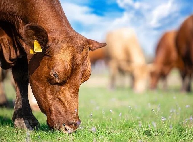 提升奶牛的生产水平的措施