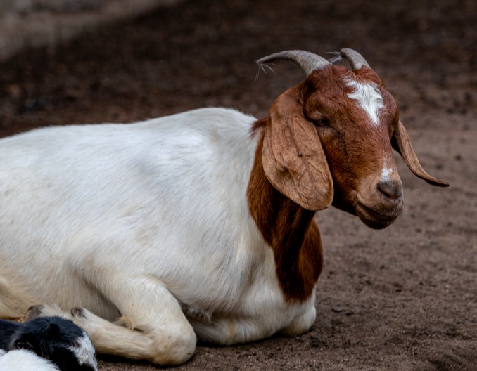 夏天放羊，别让羊吃这几种草！