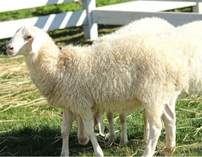 10条养羊经验教训！收藏！