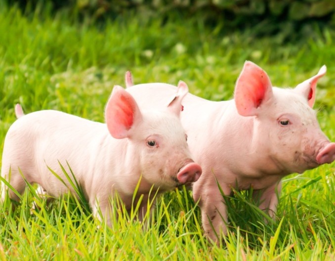 雨季生物安全注意事项