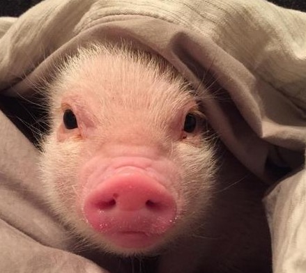 一夜大涨！6-8月惊心动魄的价格攻防战！14元防线告急，8月要涨？