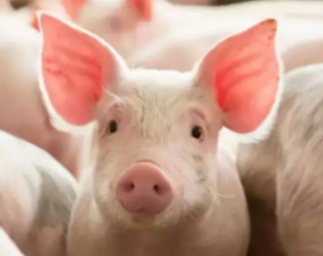 公猪精液保存的推荐密度