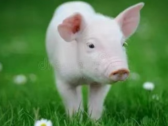 猪细小病毒