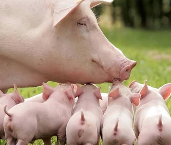 如何提高母猪奶水分泌