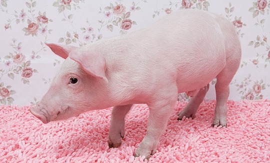 【价格行情】6月17日全国生猪/玉米/豆粕走势