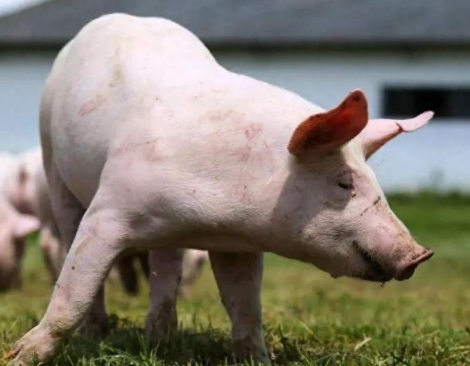 母猪产后各种不食，这么做轻松搞定!