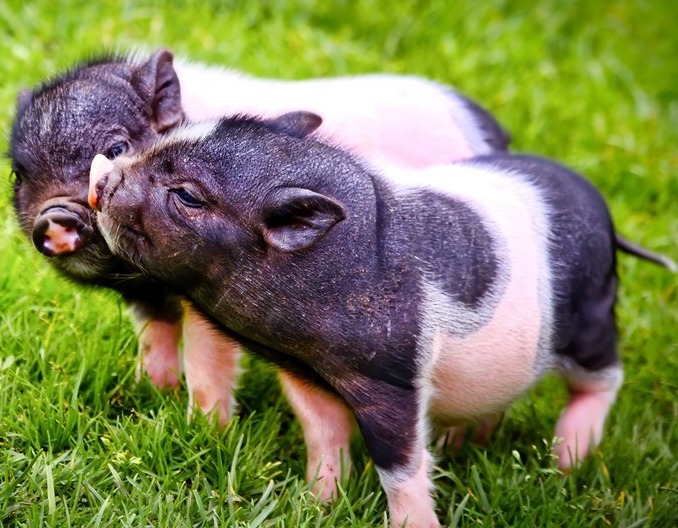 育肥猪长得慢这8个原因成了罪魁祸首