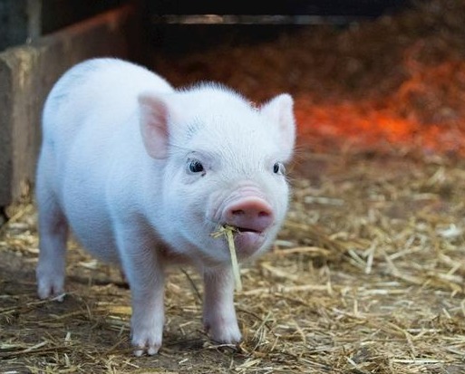 小猪“抖抖病”的防控措施你了解多少!!