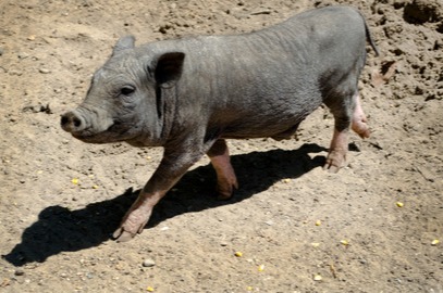 配方技术：玉米胚芽粕饲喂生长肥育猪效果的研究