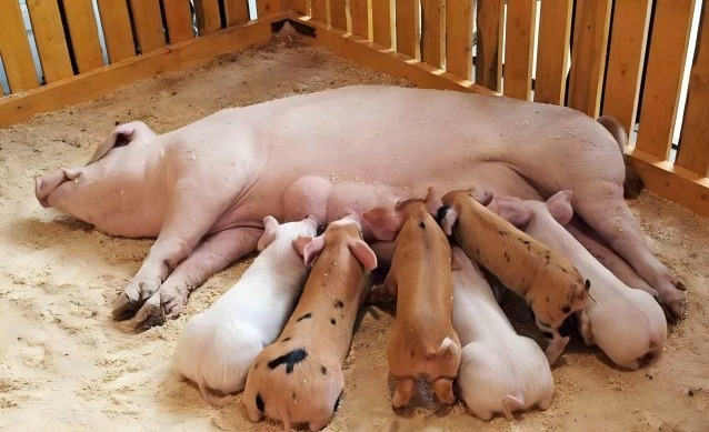 常见急性疾病临床症状与治疗！值得收藏