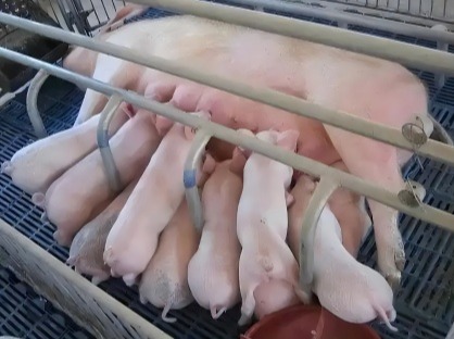 紧急！母猪瘫痪别慌，及时用药治疗就能治愈！ 养猪小知识 2025-06-17