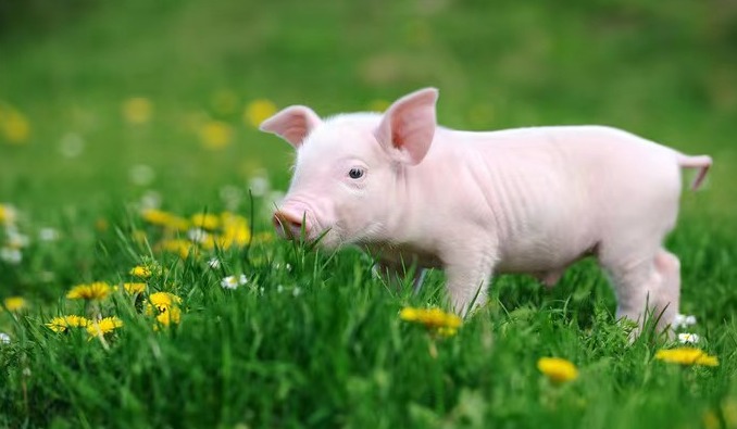 抗原与抗体的区别