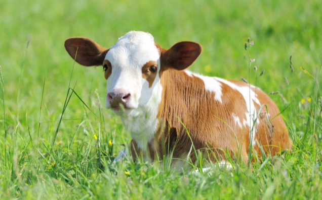 夏季如何避免热应激对育肥牛的影响