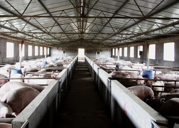 猪舍如何消毒合理