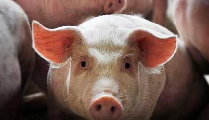 公猪淘汰标准解析