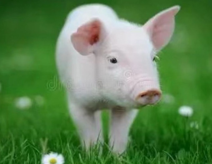 母猪便秘处理治疗