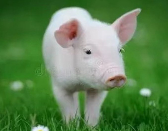 猪咳嗽处理方法